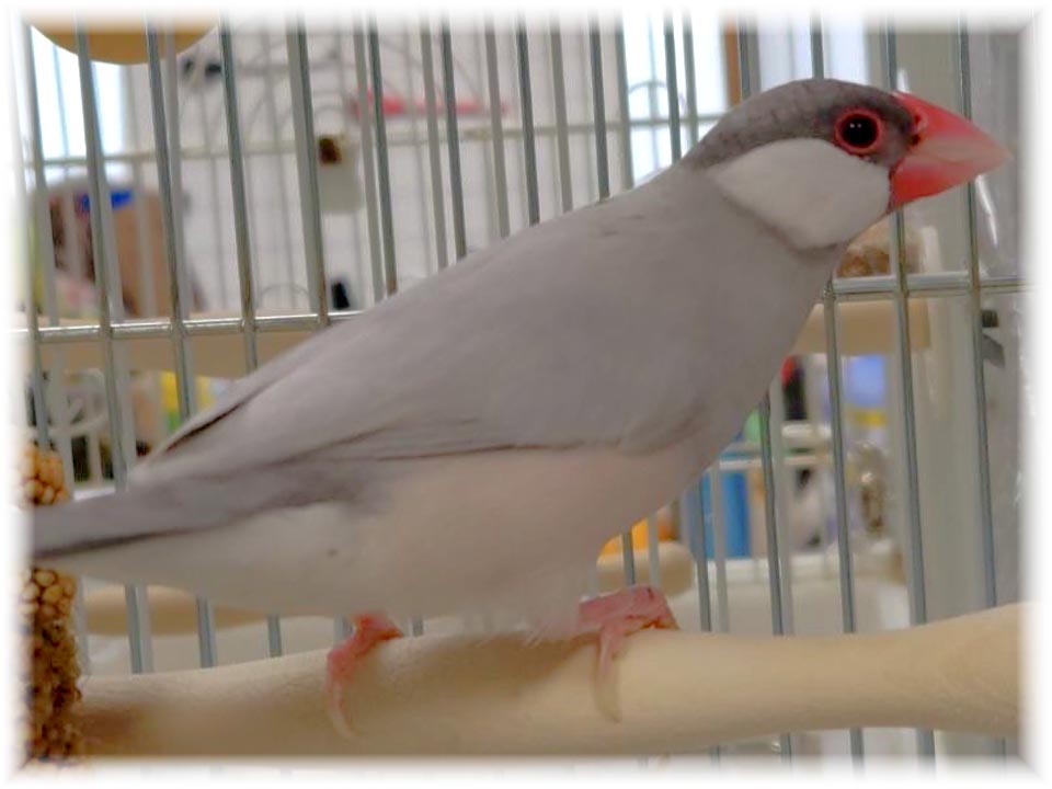 クリックで画像を表示