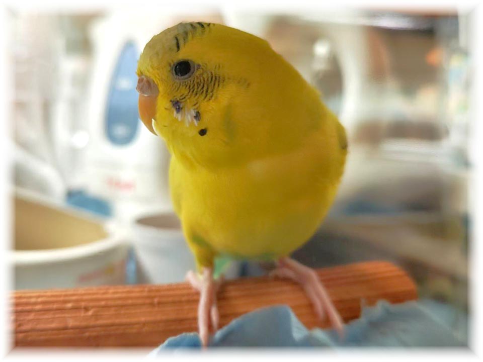 クリックで画像を表示