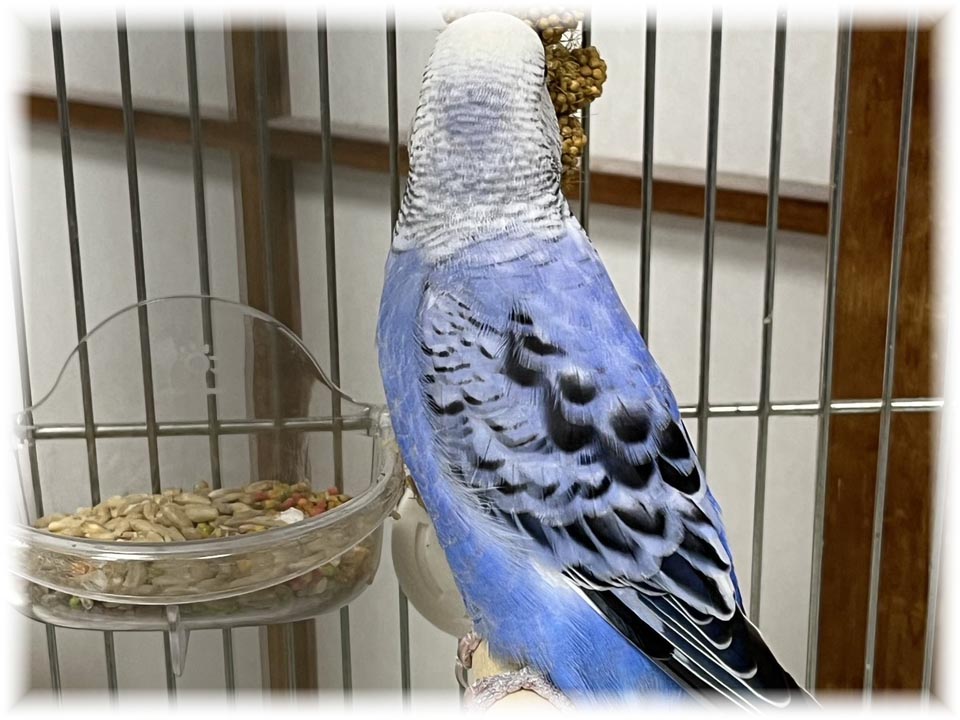 クリックで画像を表示