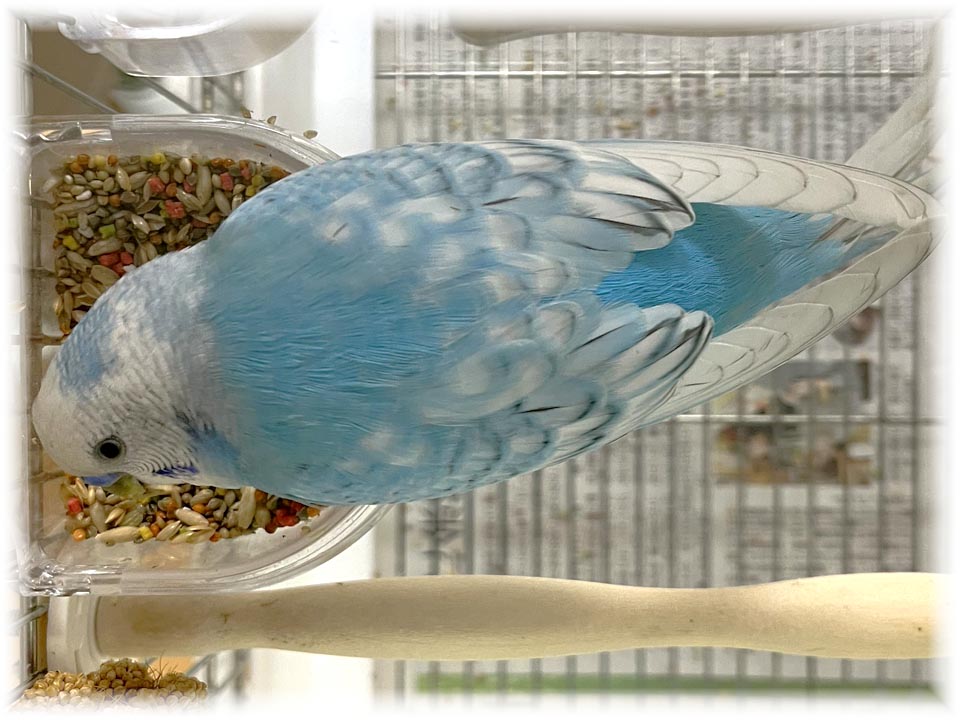 クリックで画像を表示