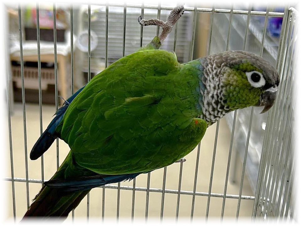 クリックで画像を表示