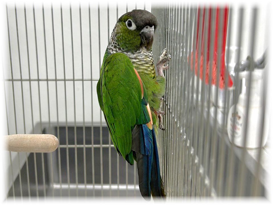 クリックで画像を表示