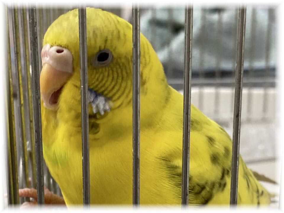 クリックで画像を表示