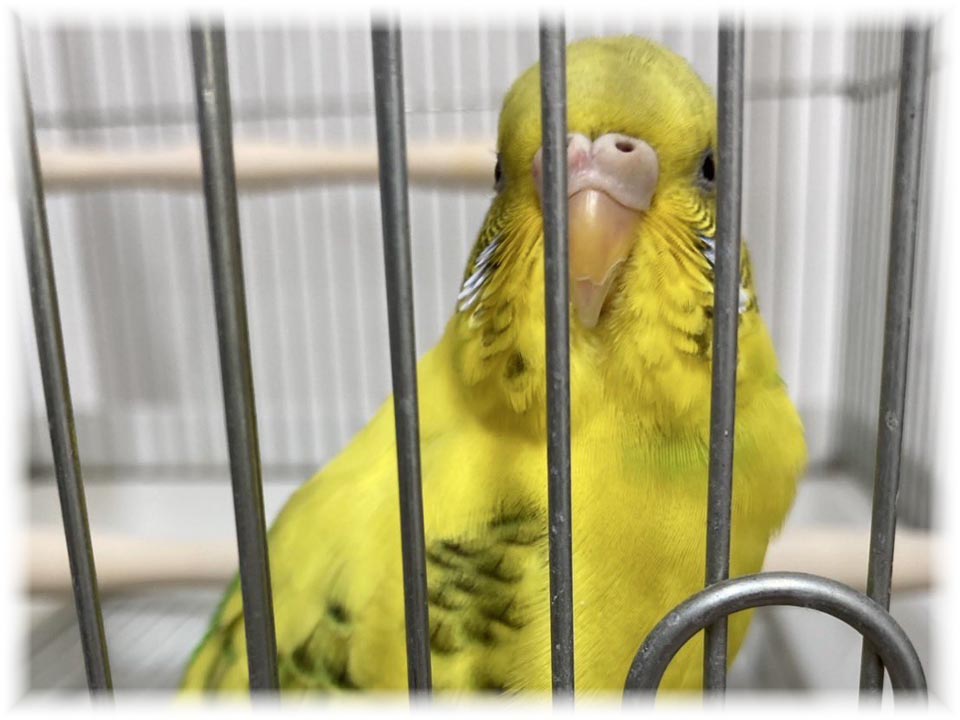 クリックで画像を表示