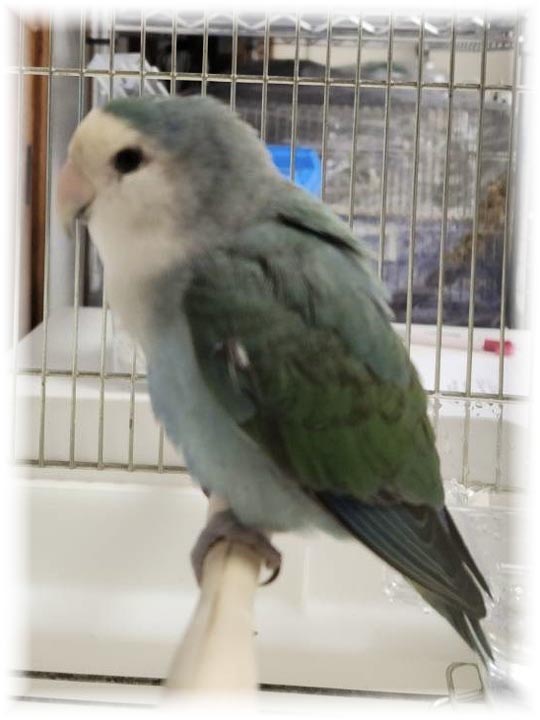 クリックで画像を表示