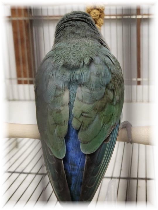 クリックで画像を表示