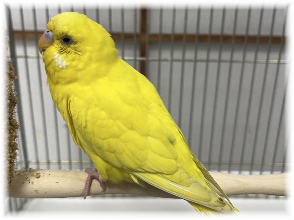 クリックで画像を表示