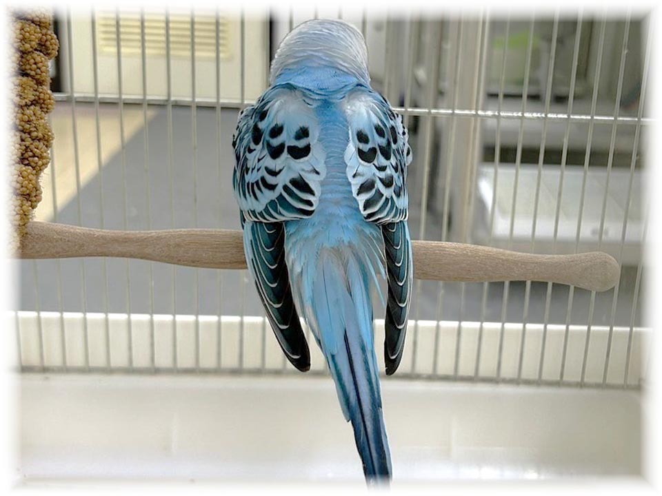 クリックで画像を表示