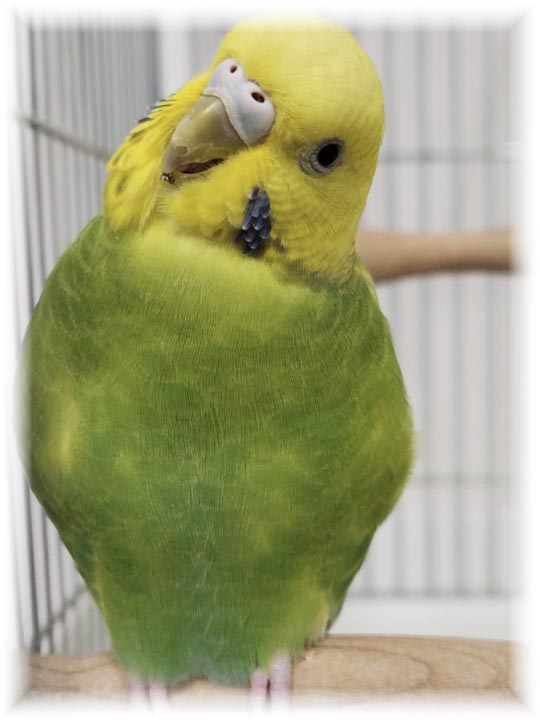 クリックで画像を表示