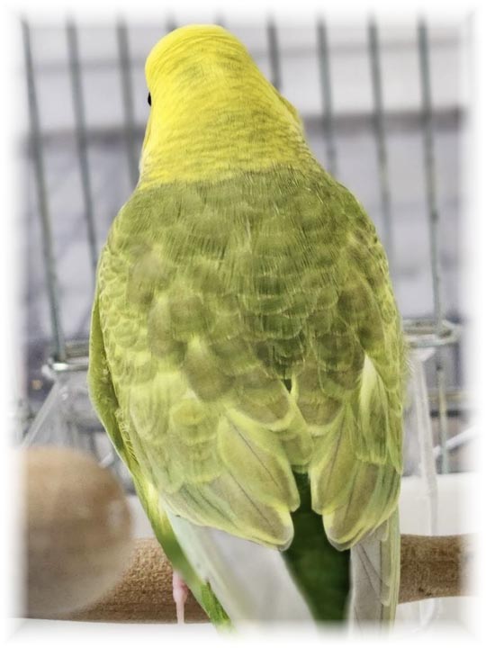 クリックで画像を表示