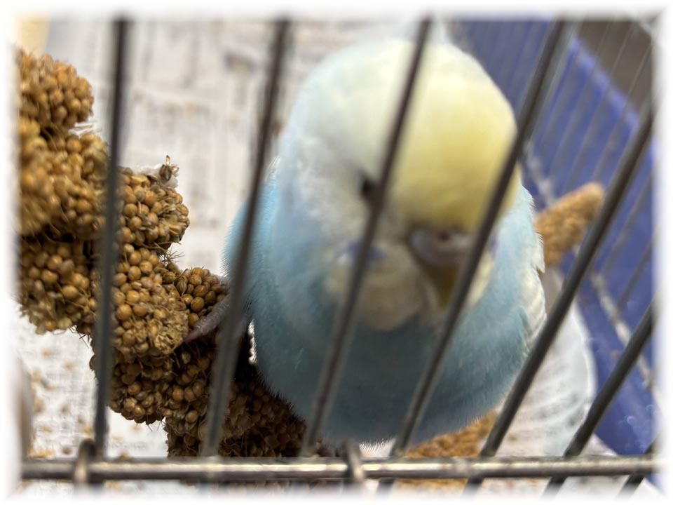 クリックで画像を表示