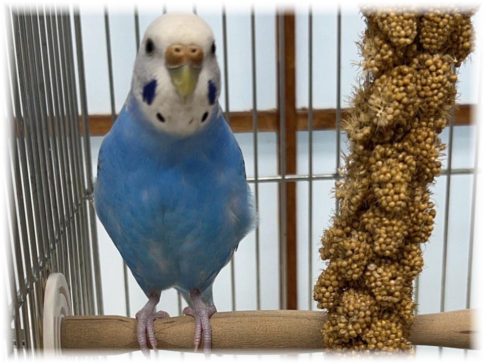 クリックで画像を表示