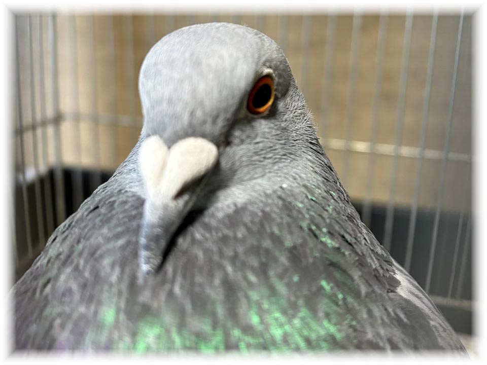 クリックで画像を表示