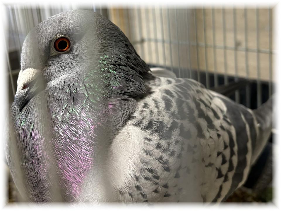 クリックで画像を表示