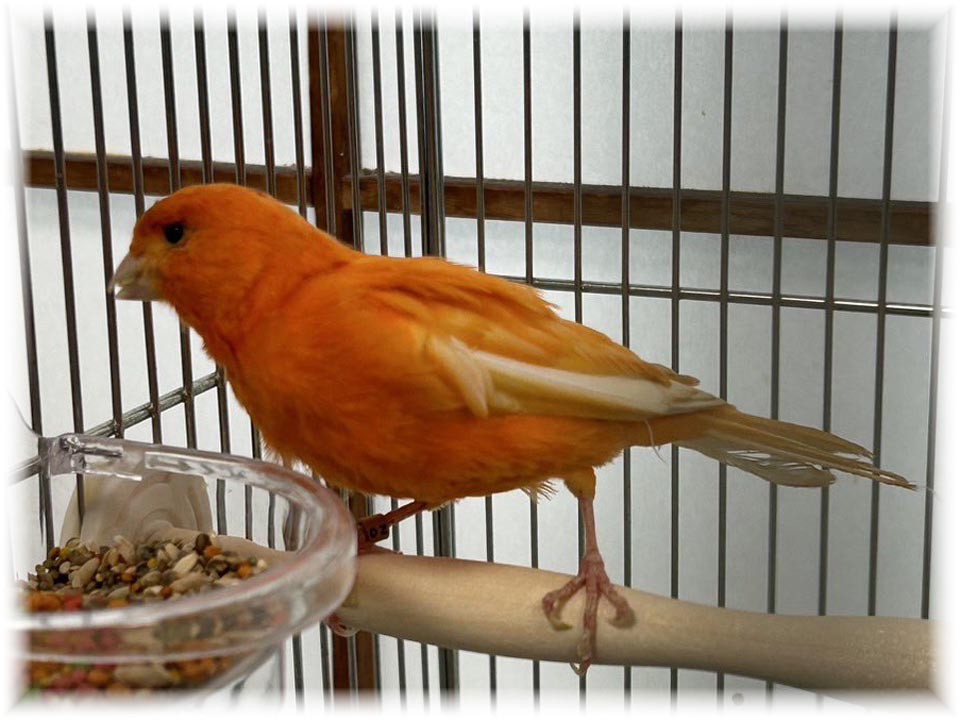 クリックで画像を表示