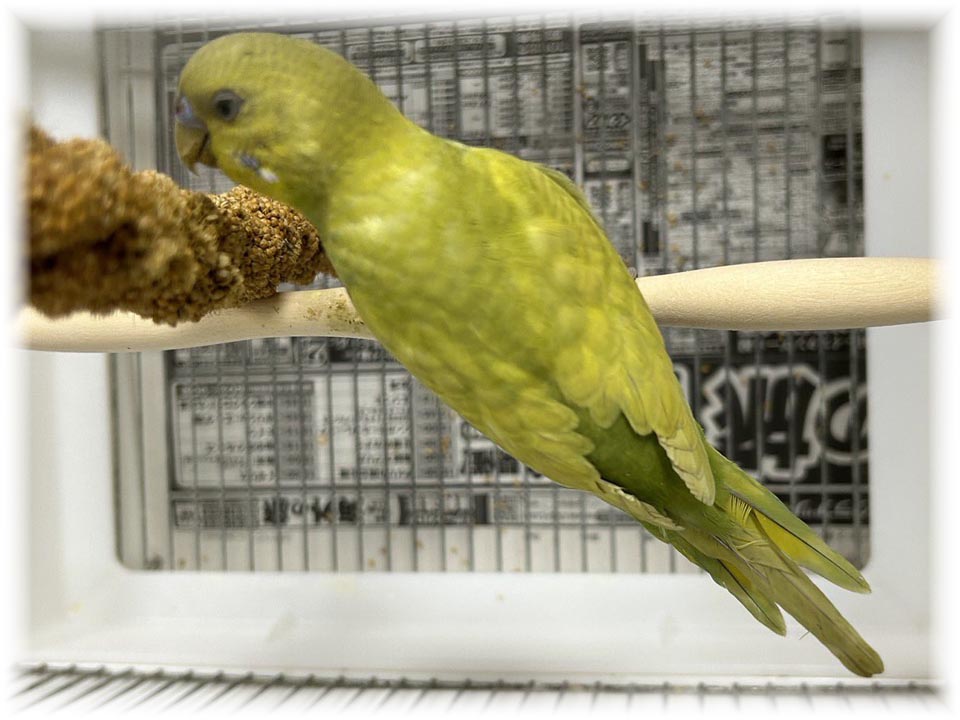 クリックで画像を表示