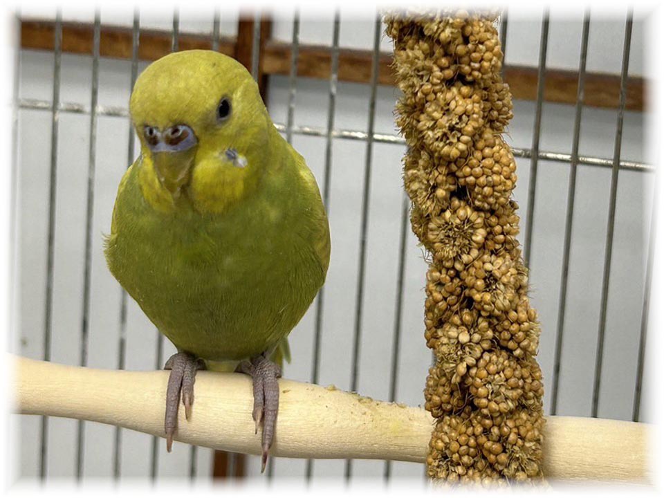 クリックで画像を表示