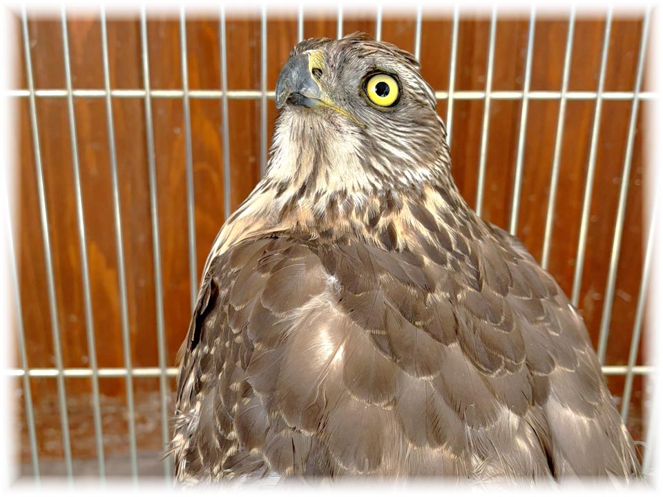 クリックで画像を表示