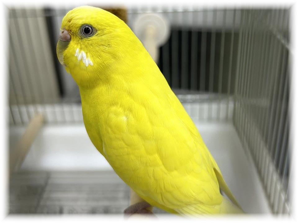 クリックで画像を表示