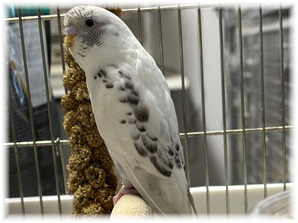 クリックで画像を表示