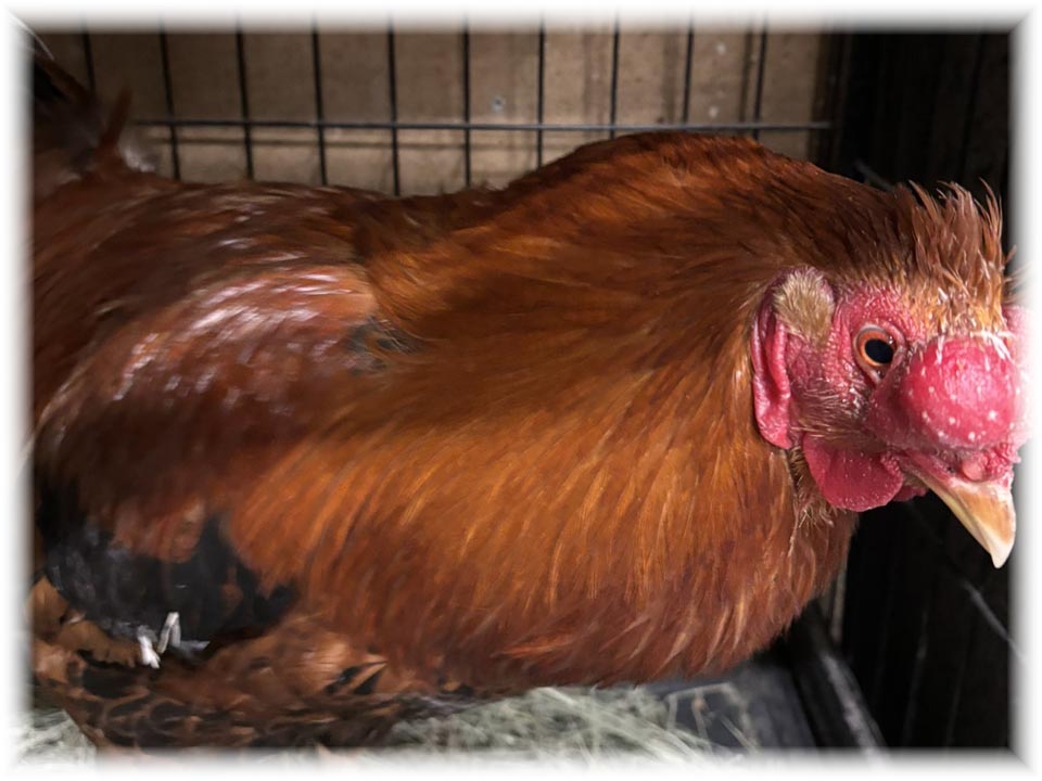 クリックで画像を表示