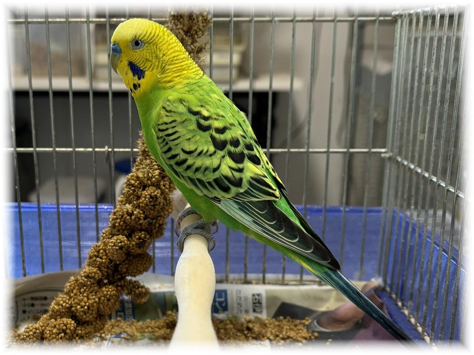 クリックで画像を表示