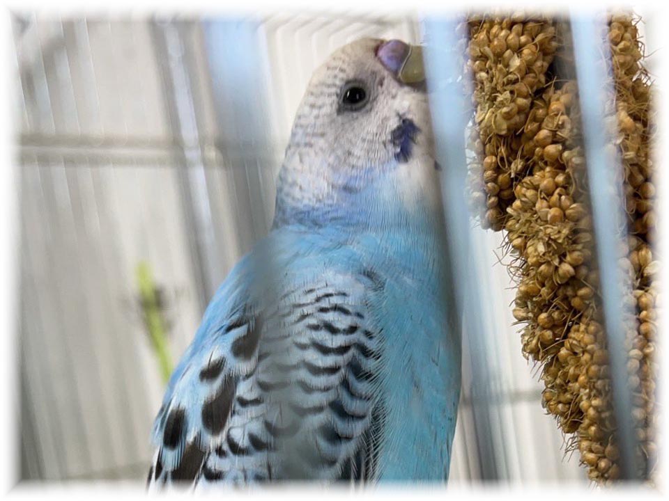 クリックで画像を表示