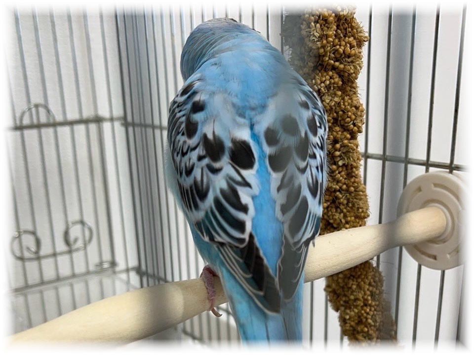 クリックで画像を表示