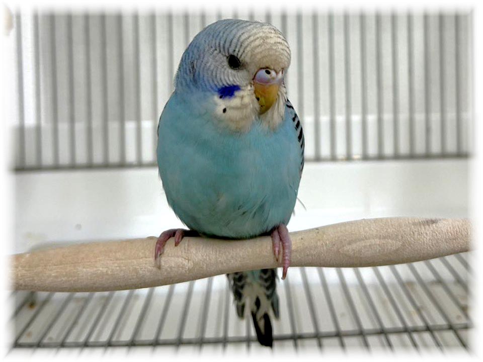 クリックで画像を表示