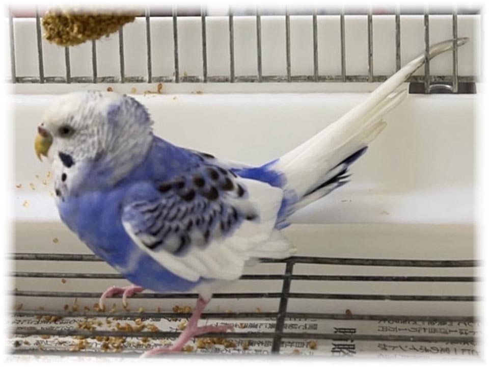 クリックで画像を表示