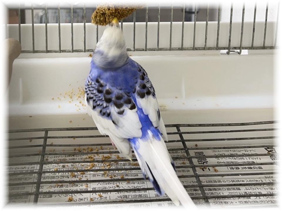 クリックで画像を表示