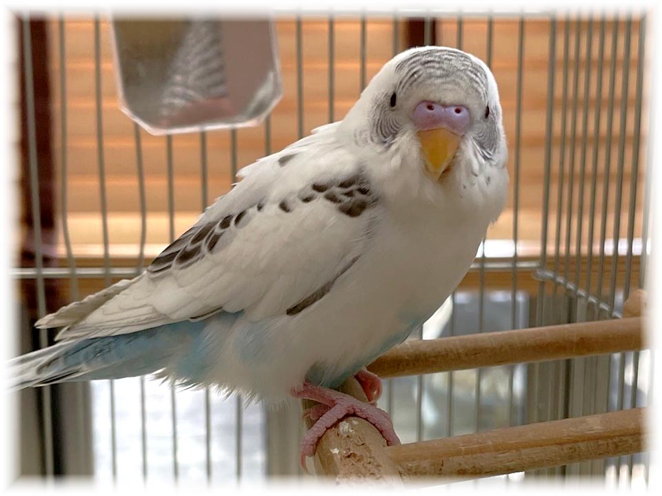 クリックで画像を表示