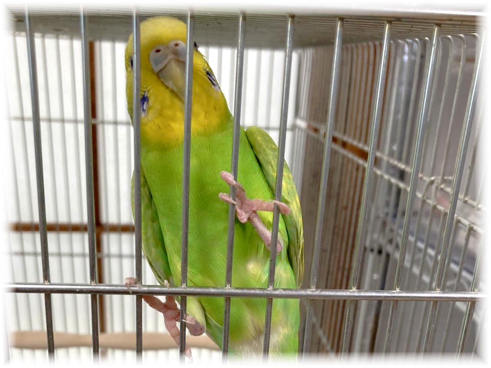 クリックで画像を表示