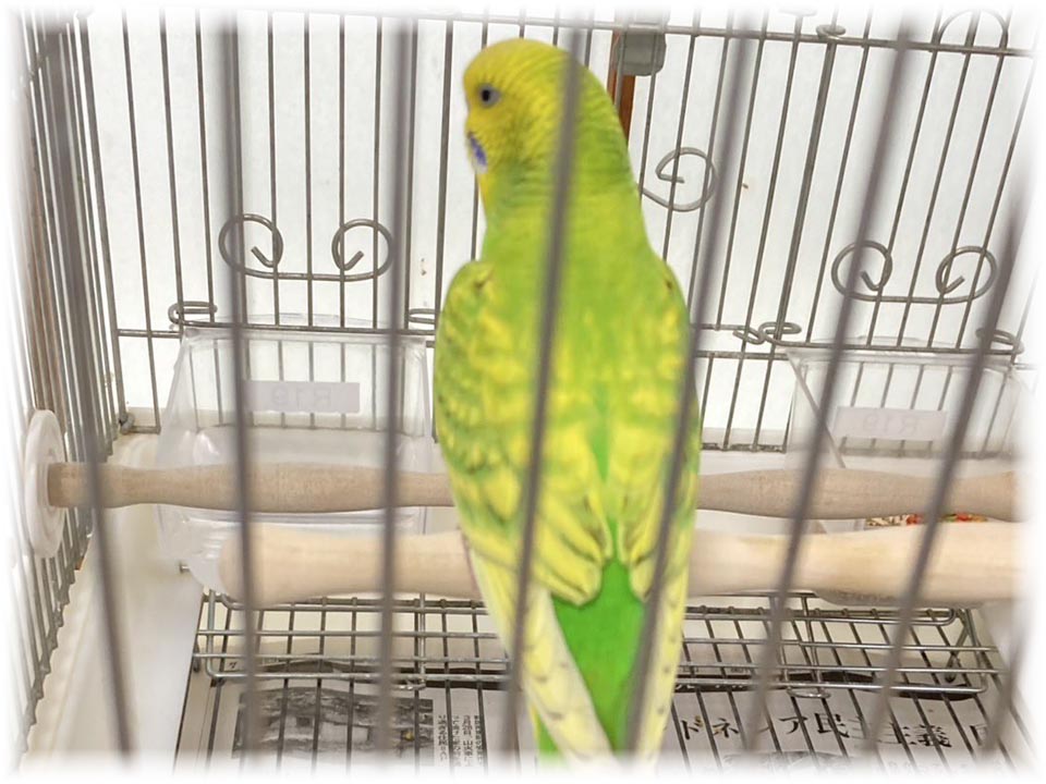 クリックで画像を表示