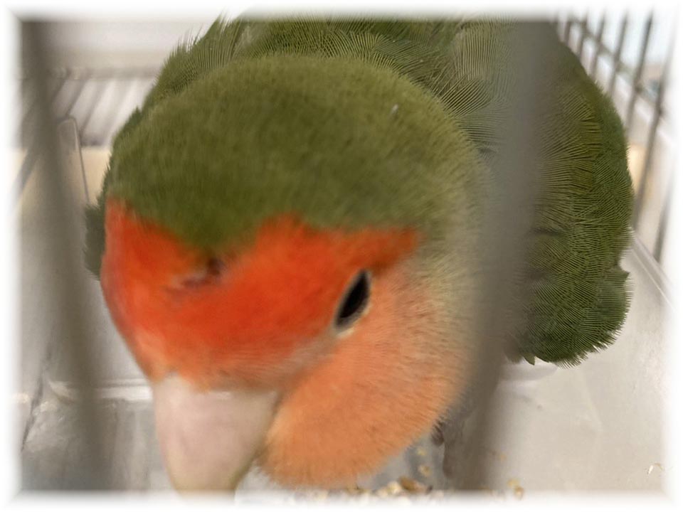 クリックで画像を表示