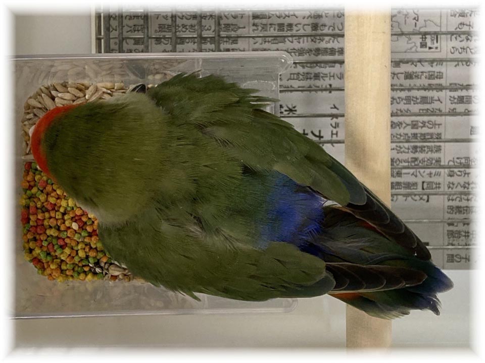 クリックで画像を表示