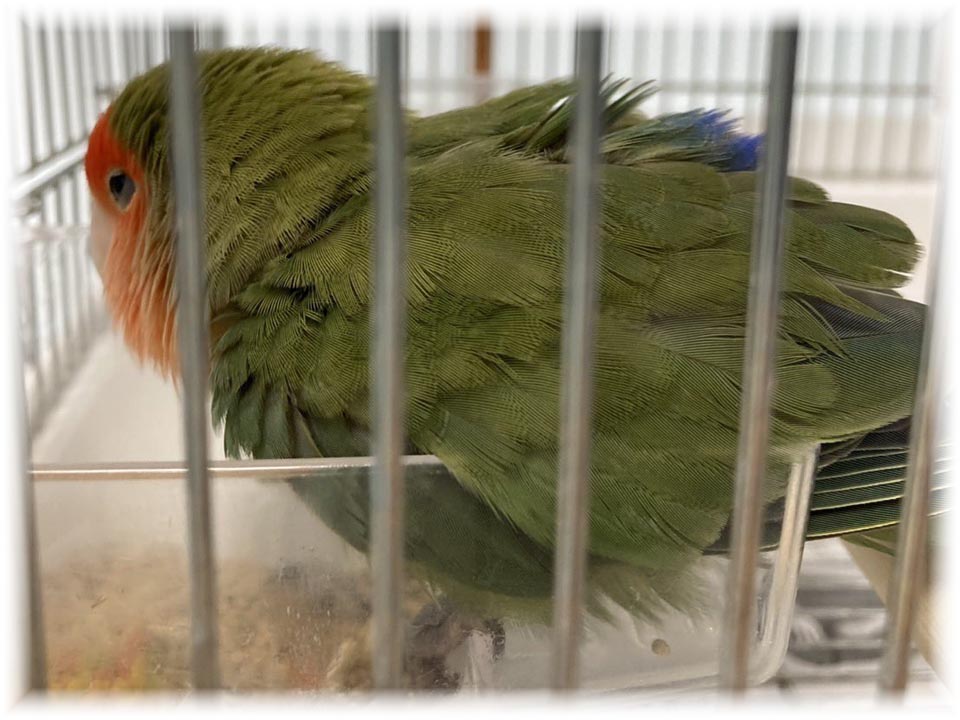 クリックで画像を表示