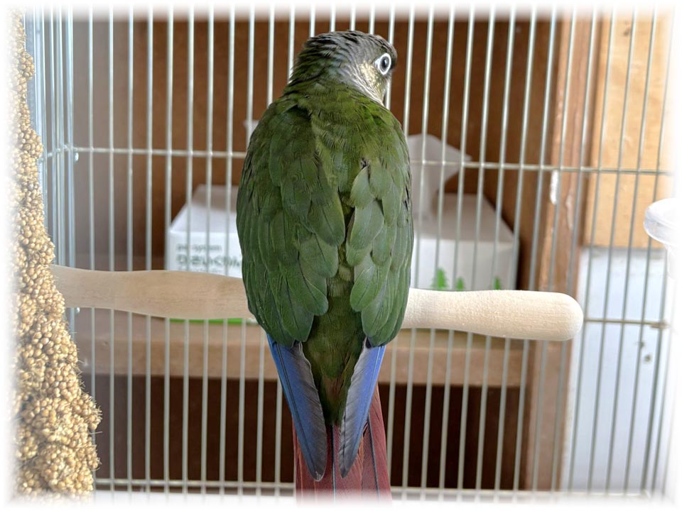 クリックで画像を表示