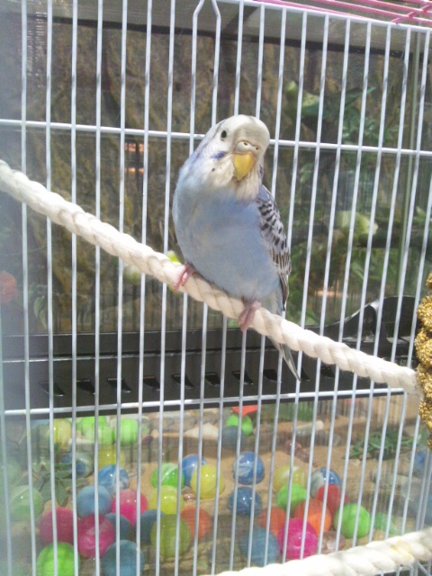 クリックで画像を表示