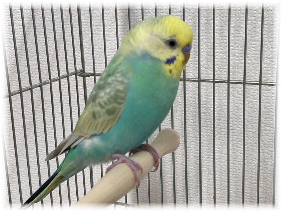 クリックで画像を表示