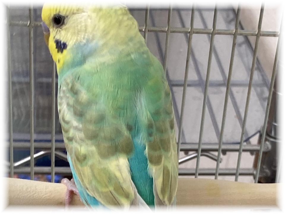 クリックで画像を表示