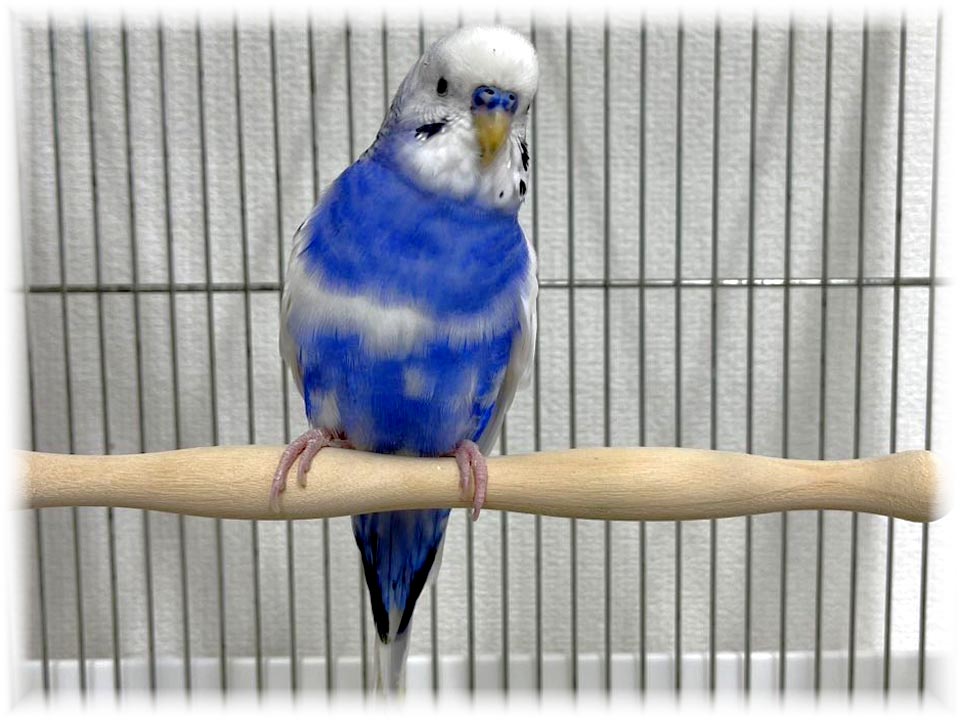 クリックで画像を表示