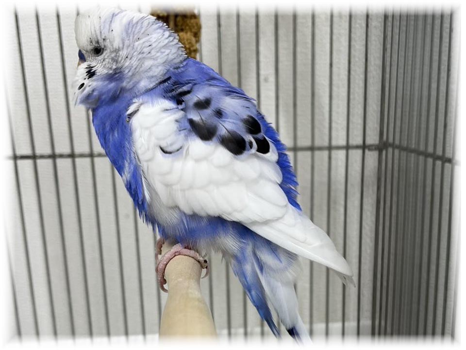 クリックで画像を表示