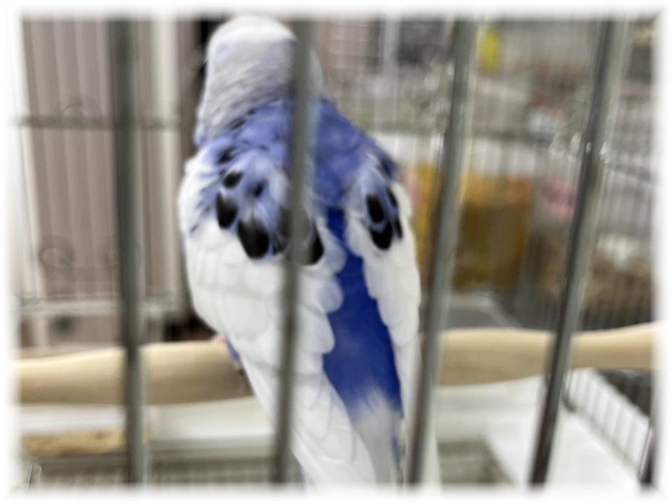 クリックで画像を表示