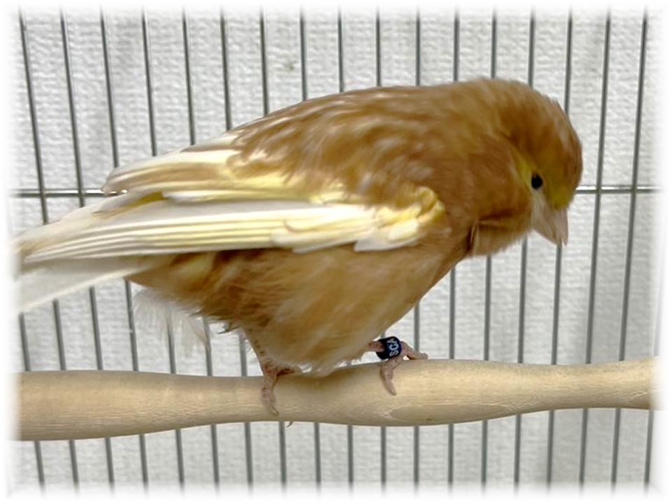 クリックで画像を表示