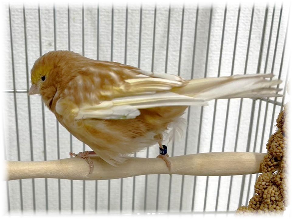 クリックで画像を表示