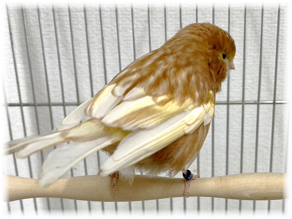 クリックで画像を表示