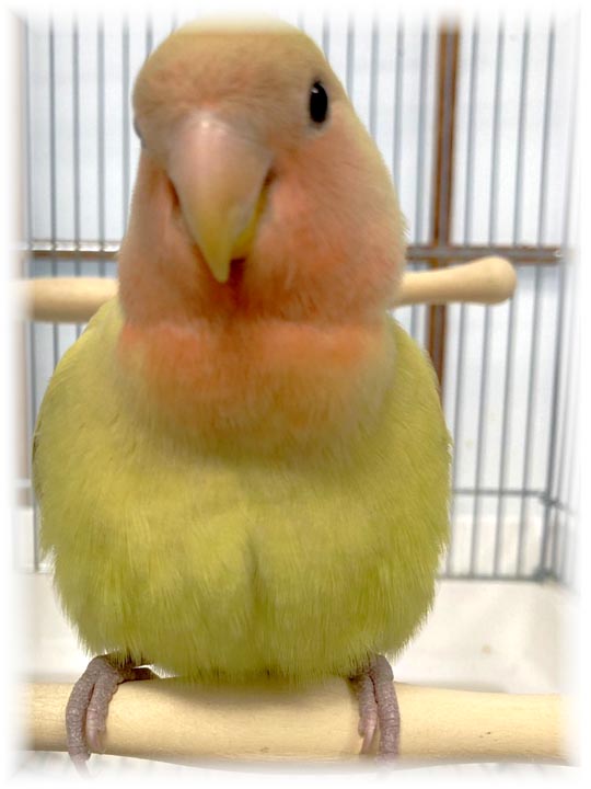 クリックで画像を表示