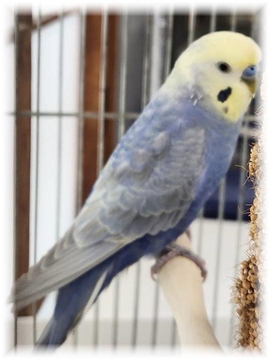 クリックで画像を表示