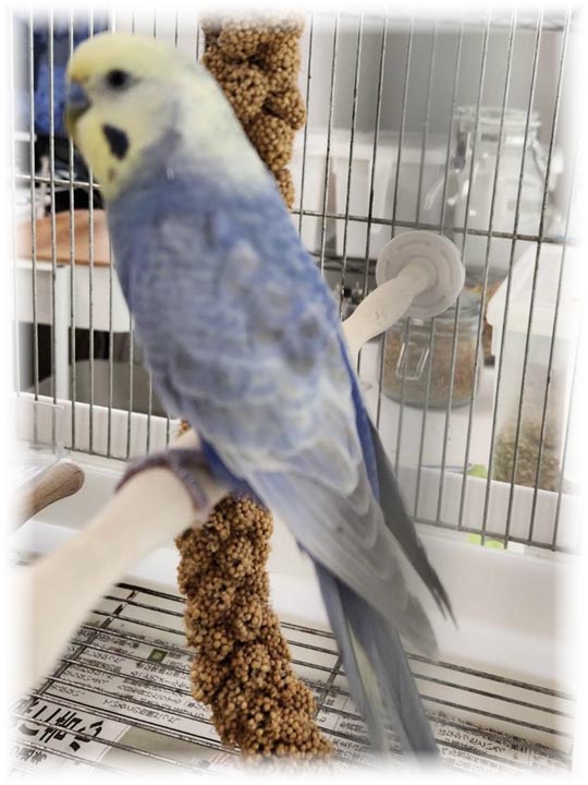 クリックで画像を表示